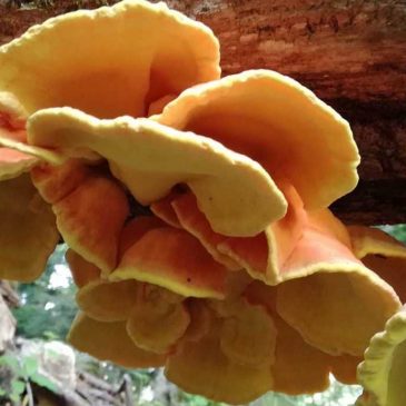 Fungi – interesting and amazing facts