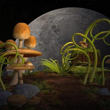 Čudesni svet gljiva